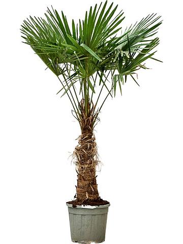 Трахикарпус Форчуна