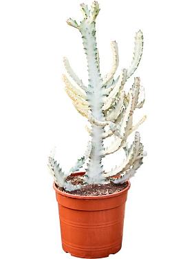 Молочай молочный (Эуфорбия Лактея) Молочай молочный (Эуфорбия Лактея)