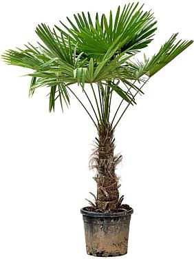 Трахикарпус Форчуна Трахикарпус Форчуна