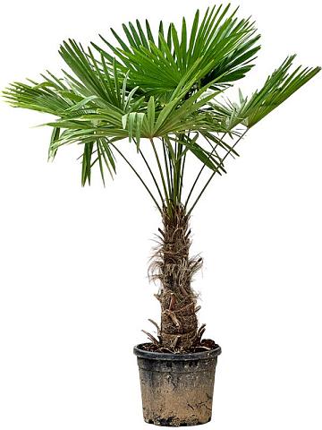 Трахикарпус Форчуна