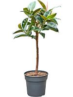 Фикус Эластика Робуста H130 D30 см