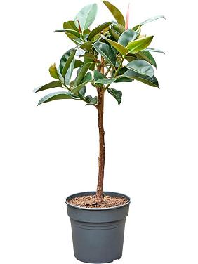 Фикус Эластика Робуста