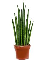 Сансевиерия Цилиндрика Микадо H40 D12 см