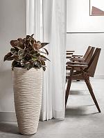 Фикус Эластика Белиз H60 D21 см