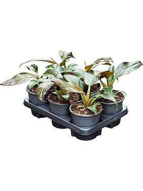 Филодендрон Империал Ред Филодендрон Империал Ред