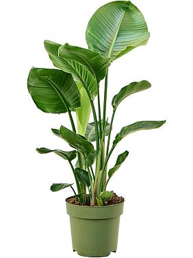 Стрелиция Николая Стрелиция Николая