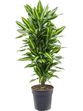 Драцена Фрагранс Чинто разветвленная