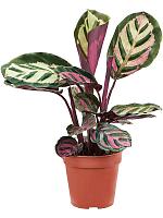 Калатея Розеопикта Кора H30 D12 см