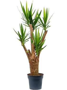 Юкка Слоновая разветвленная