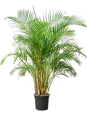 Арека Хризалидокарпус (Дипсис желтоватый) Арека Хризалидокарпус (Дипсис желтоватый)