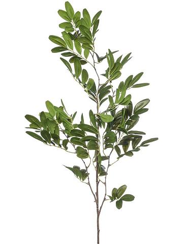 Ветка Фисташкового дерева Ветка Фисташкового дерева