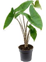 Алоказия Зебрина H45 D14 см
