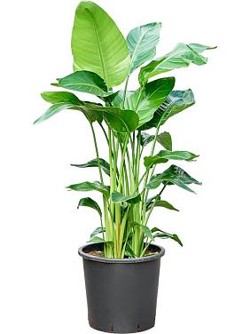 Стрелиция Николая