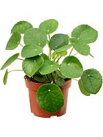 Пилея Пеперомиевидная H20 D13 см