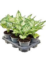 Аглаонема Вайт Даймонд H30 D13 см