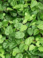 Фикус Пумила Грин Санни H15 D9 см