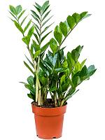 Замиокулькас замиелистный H65 D17 см