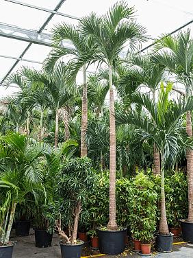 Вейтчия Мерилли (Адонидия)