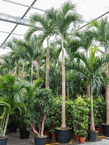 Вейтчия Мерилли (Адонидия)