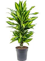 Драцена Фрагранс Чинто разветвленная H70 D21 см