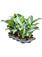 Аглаонема Сильвер Бей H45 D12 см