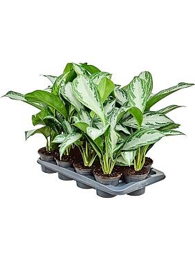 Аглаонема Сильвер Бей