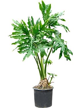 Филодендрон Селло