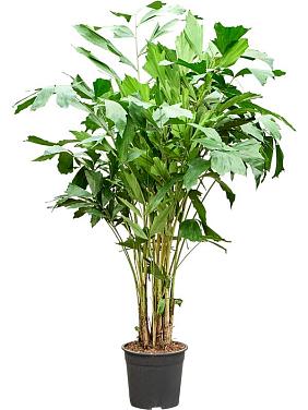 Кариота Митис мягкая Кариота Митис мягкая