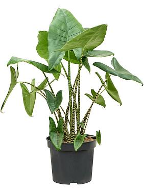 Алоказия Зебрина Алоказия Зебрина