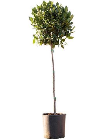 Лавровое дерево (Лавр благородный) Лавровое дерево (Лавр благородный)