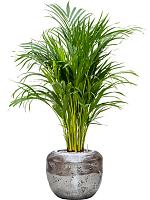 Арека Хризалидокарпус (Дипсис желтоватый) H100 D21 см