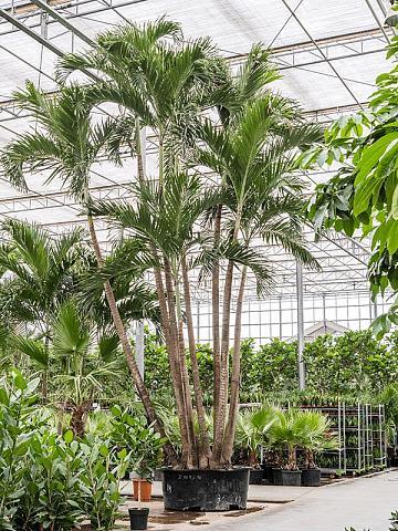 Вейтчия Мерилли (Адонидия) 8 стволов