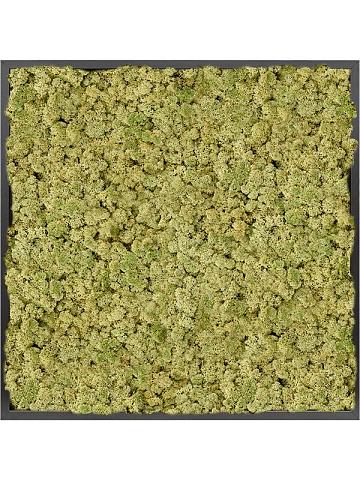 Картина из мха mdf ral 9005 satin gloss 100% reindeer moss (old green)