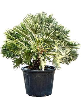 Хамеропс приземистый Вулкан