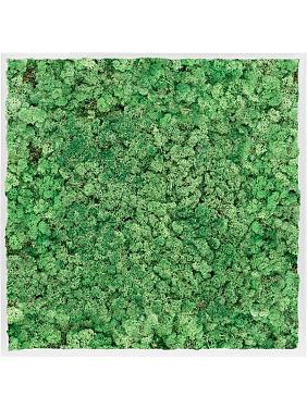 Картина из мха mdf ral 9010 satin gloss 100% reindeer moss (grass green) Картина из мха mdf ral 9010 satin gloss 100% reindeer moss (grass green)