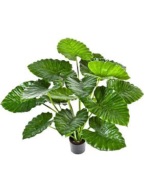 Алоказия Калидора искусственная Алоказия Калидора искусственная