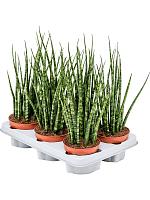 Сансевиерия Цилиндрика Фернвуд Микадо H40 D12 см