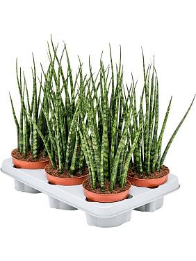 Сансевиерия Цилиндрика Фернвуд Микадо