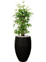 Драцена Суркулоза (Годсефа) H100 D24 см