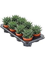 Гастерия Аврора гибрид H15 D11 см