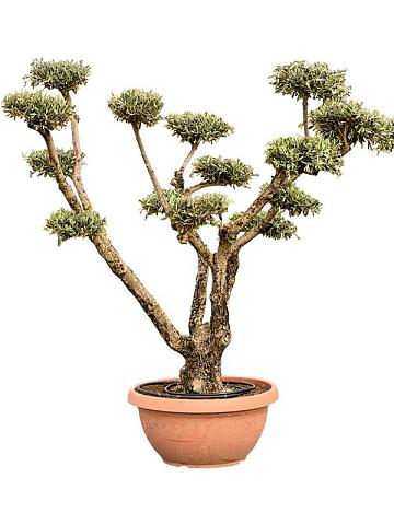 Оливковое дерево (Олива европейская)