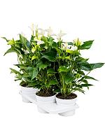 Антуриум Андрианум чемпион белый H55 D17 см