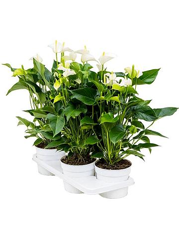 Антуриум Андрианум чемпион белый Антуриум Андрианум чемпион белый