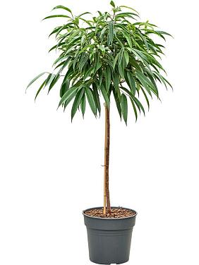 Фикус Бенедикта Али