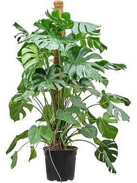 Монстера Делициоза (деликатесная) на опоре Монстера Делициоза (деликатесная) на опоре