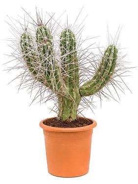 Стетсония Корине булавовидная Стетсония Корине булавовидная