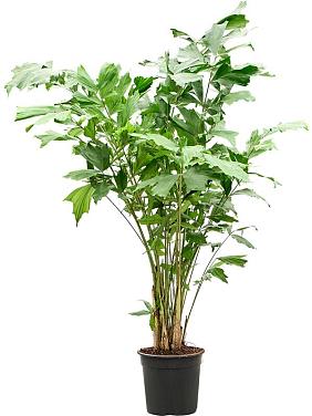 Кариота Митис мягкая Кариота Митис мягкая