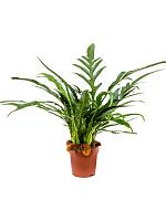 Аглаоморфа Джим H30 D12 см Аглаоморфа Джим H30 D12 см