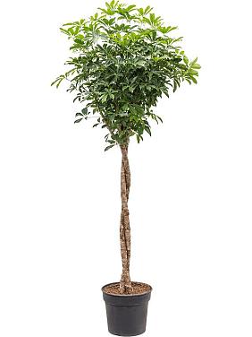 Шеффлера Компакта твист Шеффлера Компакта твист