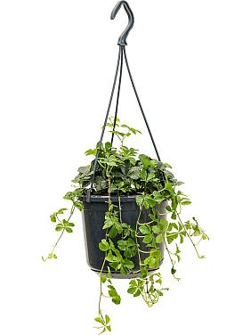 Партеноциссус Стриата ампельный Партеноциссус Стриата ампельный